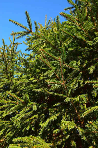 Yeşil bir arka plan mavi s bir Noel ağacı dalı