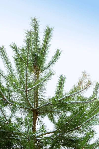 Alacakaranlıkta, dikey fotoğraf karesinde bir çam ağacının dalları üzerinde kar.