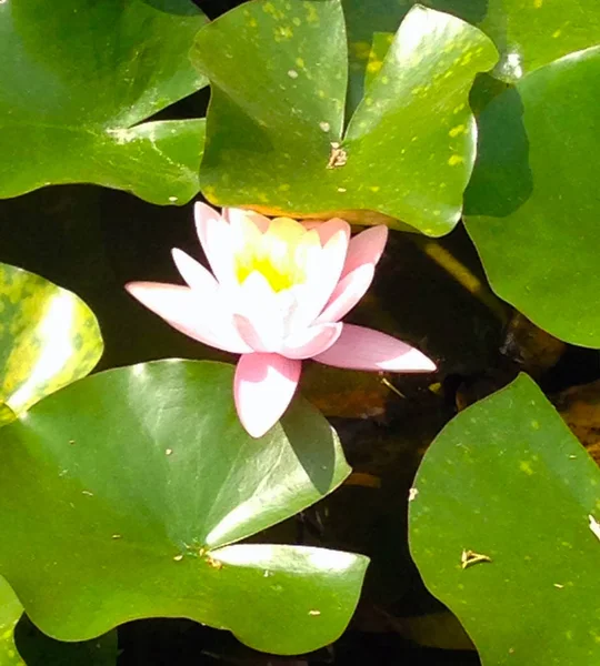 Fiore Loto Rosa Sullo Sfondo Foglie Verdi Acqua — Foto Stock