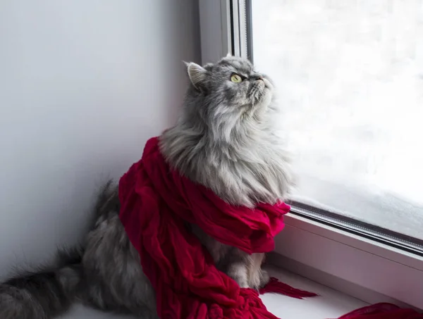 Kot Rasy Szkocki Owinięte Ciepłym Szalikiem Patrząc Przez Okno Śniegu — Zdjęcie stockowe