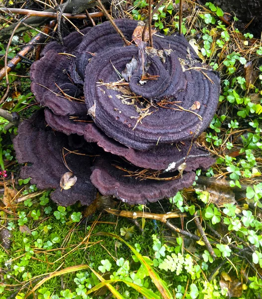 Champignon Automne Dans Forêt Sur Fond Feuilles Tombées — Photo
