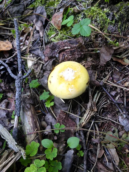 Sopp Høsten Skogen Grunn Falne Blader – stockfoto