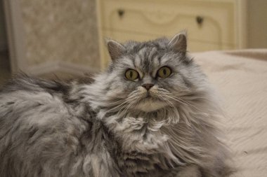 Güzel kedi sarı arka plan merak görünüyor sarı gözlü güzel kabarık kedi gösterir 