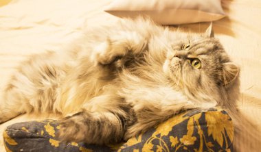 Güzel kedi sarı arka plan merak görünüyor sarı gözlü güzel kabarık kedi gösterir 