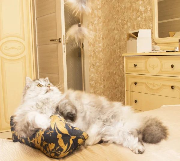 Das Neue Spielzeug Für Die Katze Unterhalten Sie Ihr Haustier — Stockfoto