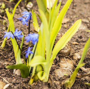 İlk bahar çiçekleri. Şehirde bahar çoktan geldi..
