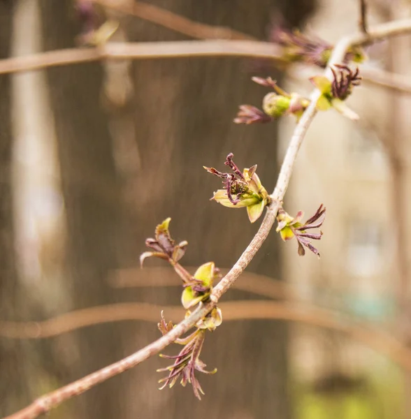 Los Brotes Árbol Pronto Convertirán Hojas Primavera Llegado — Foto de Stock