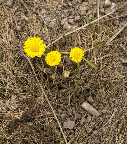 The first spring flowers. Spring in the city has already come.