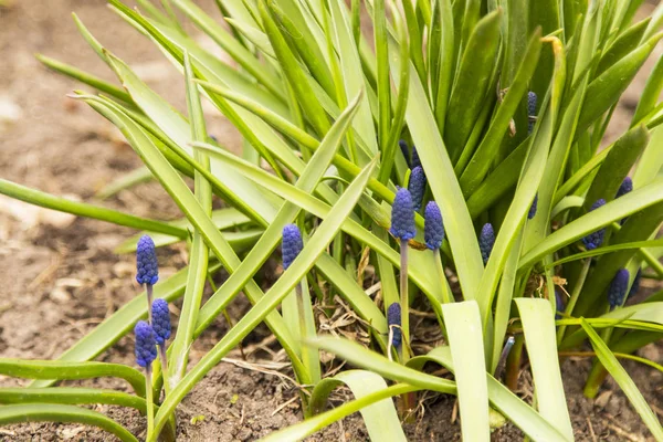 The first spring flowers. Spring in the city has already come.