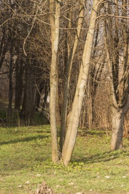  erken ilkbahar - şehirde ilk yeşil çim ve ağaçlar