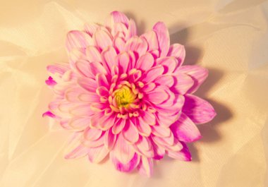 kalp şeklinde çiçek aranjmanı. Bahar Aşk Bildirgesi