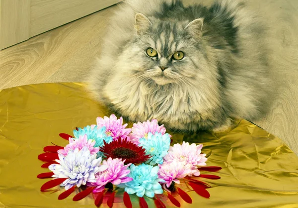 Katze Und Blumengesteck Herzform Liebeserklärung Den Frühling — Stockfoto