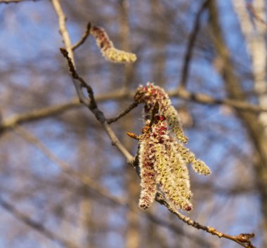 bahar mavi gökyüzünün arka planda ilkbaharda alder ağaç küpe