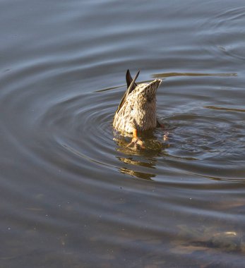 ördek ve Drake Park'taki gölette yüzerler. Bahar ve aşk zamanı