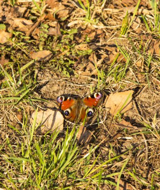 ilk çim arasında parlak kelebek tavus kuşu göz. Bahar zamanı