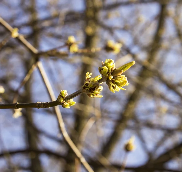 Brotes Tilo Las Primeras Flores Fragantes Aparecerán Pronto Primavera — Foto de Stock