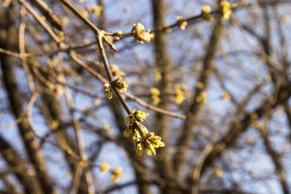 Brotes Tilo Las Primeras Flores Fragantes Aparecerán Pronto Primavera — Foto de Stock