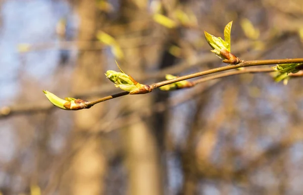 opening buds on trees. Delicate light green new leaves on trees. spring time