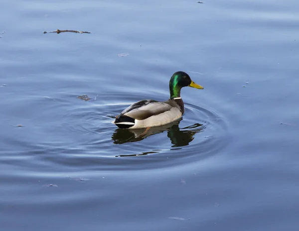 Bebek Dan Drake Berenang Kolam Taman Waktu Musim Semi Dan — Stok Foto