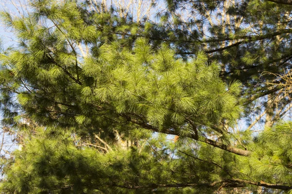 青空を背景にした都市公園の松の木 春の時間 — ストック写真