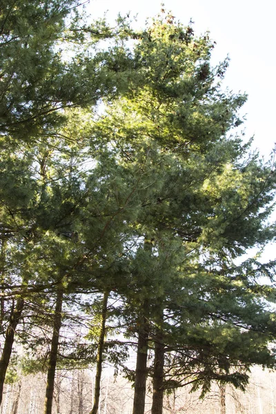 青空を背景にした都市公園の松の木 春の時間 — ストック写真