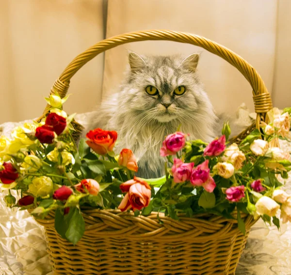 Flauschig Schöne Silberne Katze Schottische Rasse Einem Weidenkorb Mit Rosen — Stockfoto