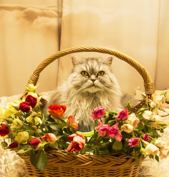 Flauschig Schöne Silberne Katze Schottische Rasse Einem Weidenkorb Mit Rosen — Stockfoto
