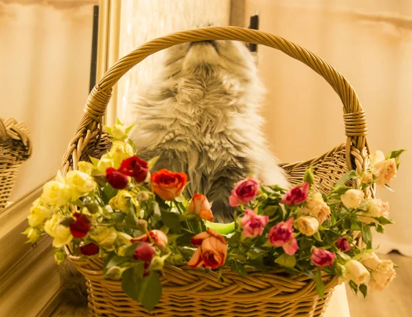 Flauschig Schöne Silberne Katze Schottische Rasse Einem Weidenkorb Mit Rosen — Stockfoto