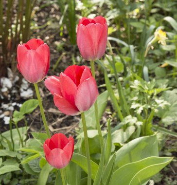 Laleler bahar çiçekleridir. Kırmızı, kırmızı, sarı, leylak, pembe. Doğanın güzelliği