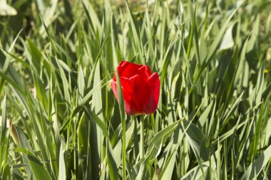 Laleler bahar çiçekleridir. Kırmızı, kırmızı, sarı, leylak, pembe. Doğanın güzelliği