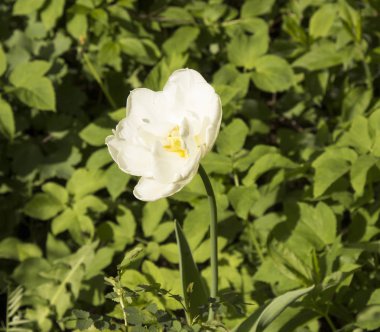 Laleler bahar çiçekleridir. Kırmızı, kırmızı, sarı, leylak, pembe. Doğanın güzelliği