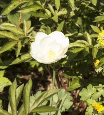 Laleler bahar çiçekleridir. Kırmızı, kırmızı, sarı, leylak, pembe. Doğanın güzelliği