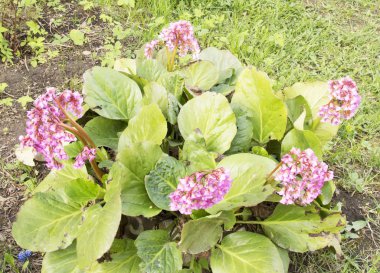 pembe çiçekler, çiçek demetleri - aroma, tazelik ve bahar zamanı. yakında yaz