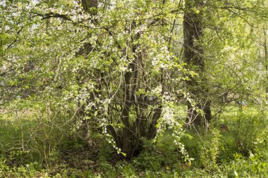 çiçek açan beyaz çiçekler, kiraz - zaman lezzet ve bahar. yaz geliyor
