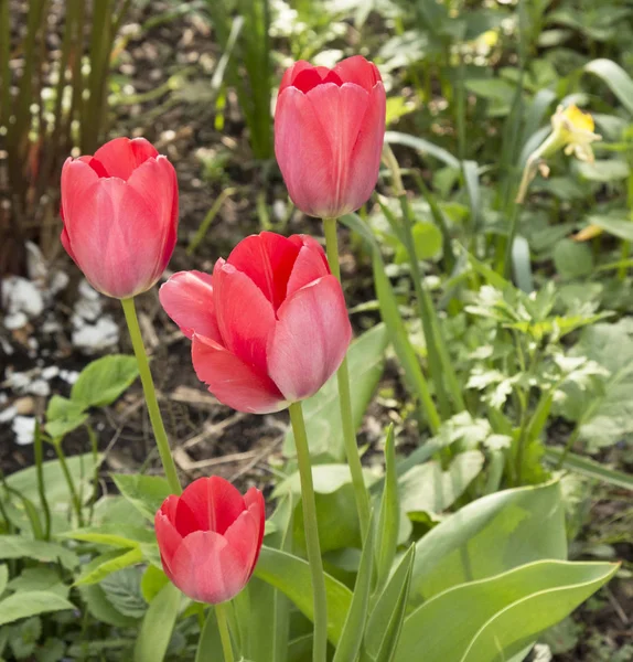 Laleler bahar çiçekleridir. Kırmızı, kırmızı, sarı, leylak, pembe. Doğanın güzelliği