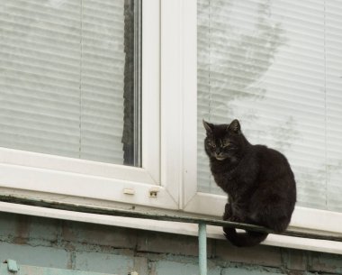 siyah kedi balkon kenarında oturan. Evin yanında yürü. Bahar zamanı 