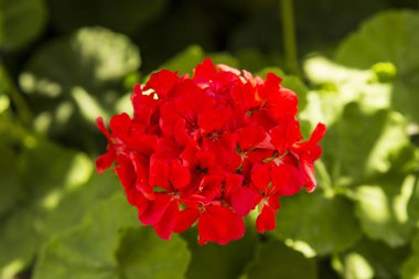 Çiçekler kırmızı sardunya. Güney ülkelerinin bitki örtüsü. Doğanın güzelliği. Yolculuk sırasında tefekkür.