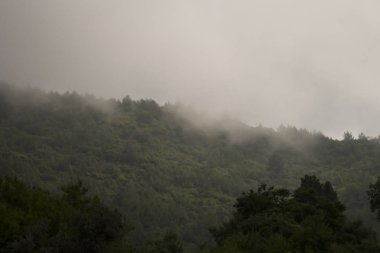 Dağlarda sis var. Ormanla kaplı dağlar. Sisteki ağaçlar. Sabah ormanı