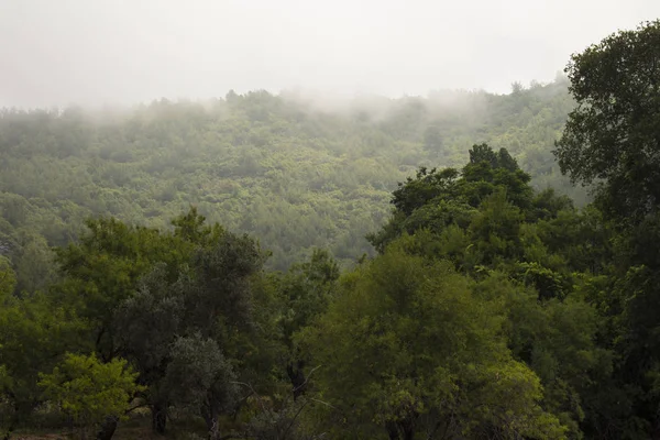 Fog in the mountains. Mountains covered with forest. Trees in fog. Morning forest