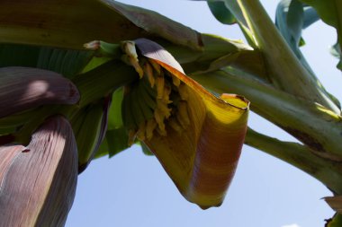Muz ağacının kocaman pembe bud'ı. Muz bahçesi. Muzlar nasıl açar ve büyür 