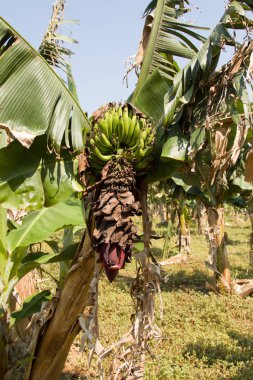 Muz ağacının kocaman pembe bud'ı. Muz bahçesi. Muzlar nasıl açar ve büyür 