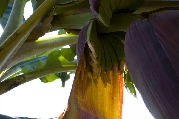 Bud Rosa Enorme Bananeira Banana Grove Como Bananas Florescem Crescem — Fotografia de Stock