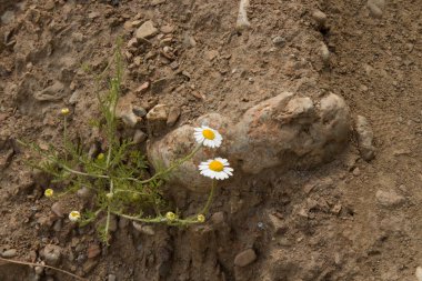 Papatya officinalis çiçeği. Güneşli bir yaz gününde yeşil bir arka plan üzerinde beyaz papatya 