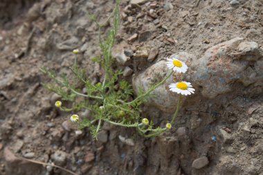 Papatya officinalis çiçeği. Güneşli bir yaz gününde yeşil bir arka plan üzerinde beyaz papatya 