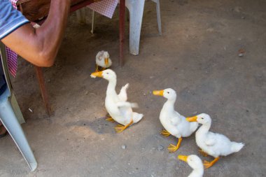 Kafenin konuklarından yiyecek için yalvaran beyaz kaz sürüsü. Aile aç kaz dilenciler. Restoranda kuşlar