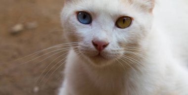 Renkli gözlü beyaz kedi. Kedilerde heterokromi, anomali, hastalık, genetik bozukluk
