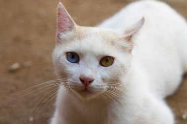 Renkli gözlü beyaz kedi. Kedilerde heterokromi, anomali, hastalık, genetik bozukluk