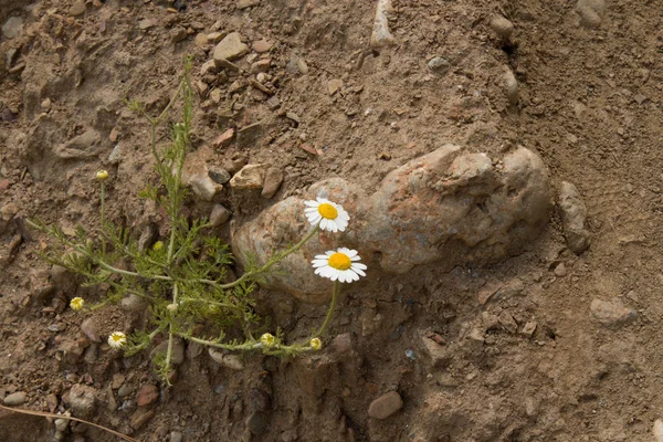 Papatya officinalis çiçeği. Güneşli bir yaz gününde yeşil bir arka plan üzerinde beyaz papatya 