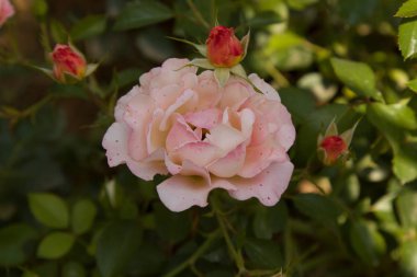 Bahçede büyüyen gül çiçeği. Çiçekli güneşli bir yaz gününde Bush gül