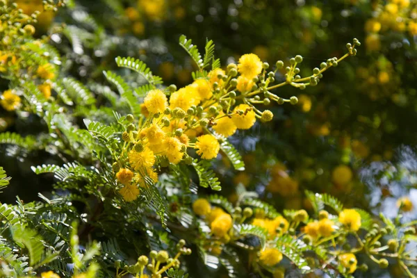 Galben Înflorind Mimosa Copac Într Însorită Acacia Argint Culoare — Fotografie, imagine de stoc